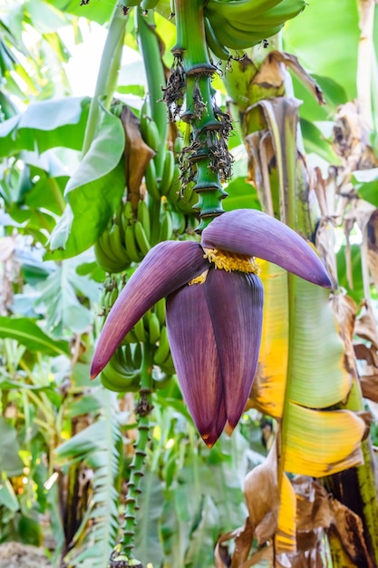 Mooie grote bloem aan de bananenboom