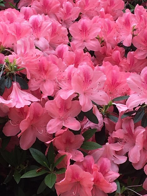 Mooie grote bloemen van een azalea.