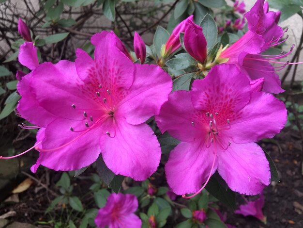 Mooie grote bloemen van een azalea.