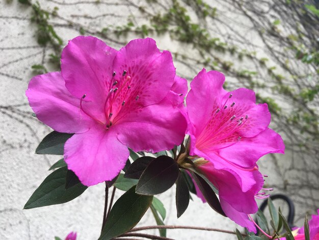 Mooie grote bloemen van een azalea.