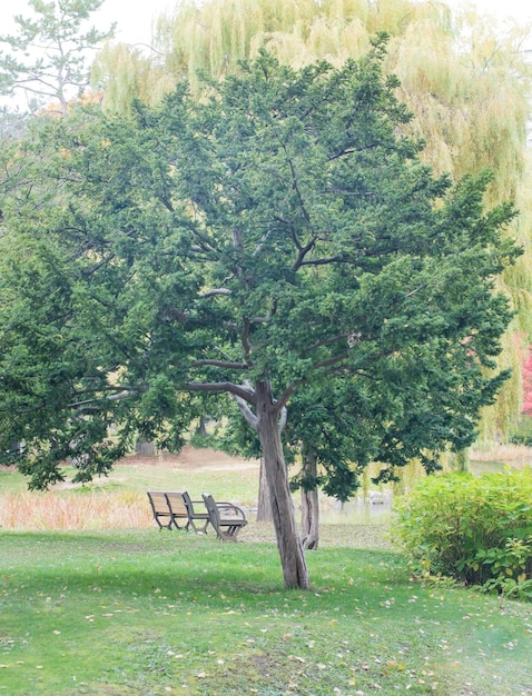 Foto mooie grote boom met een uitzicht in de tuin in de ochtend