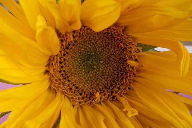 Mooie grote, gele zonnebloembloem