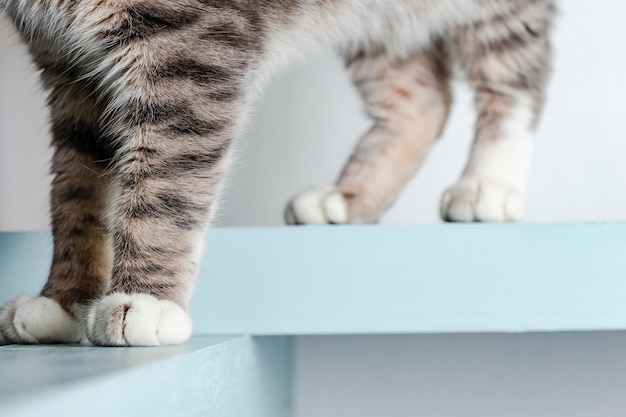 Mooie, grote kattenpoten op de achtergrond van een witte muur. Detailopname.