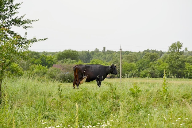 Mooie grote melkkoe graast op groene weide