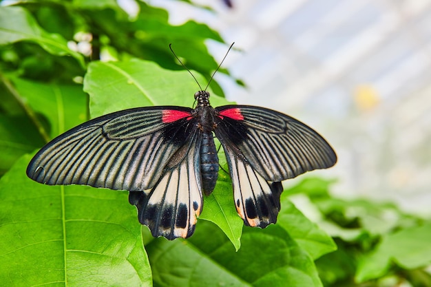 Mooie grote morman swallowtail-vlinder die in tuinen rust