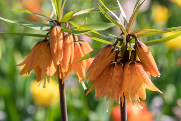 Mooie grote oranje bloemen