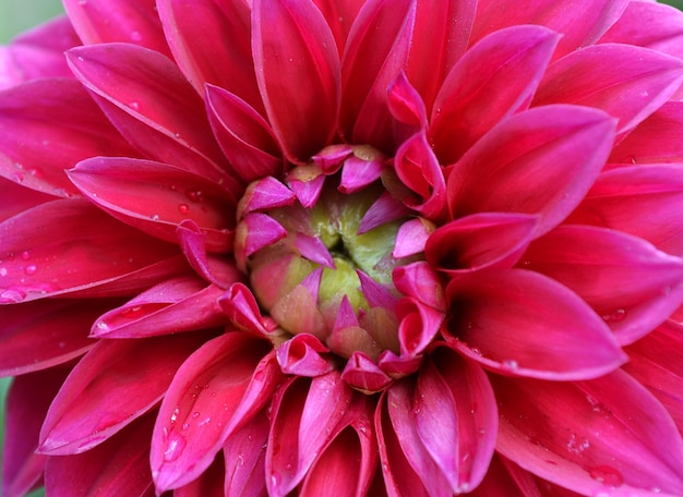 Mooie, grote, roze dahlia's bloeiend in de tuin