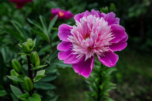 Mooie grote roze pioen in de tuin. Detailopname.