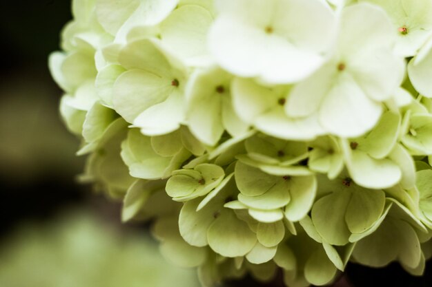 Mooie grote wit bloeiende hortensia limelight paniculata