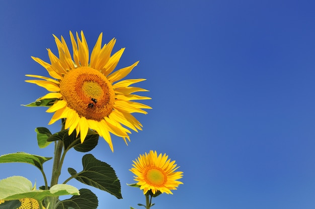 Mooie grote zonnebloemen