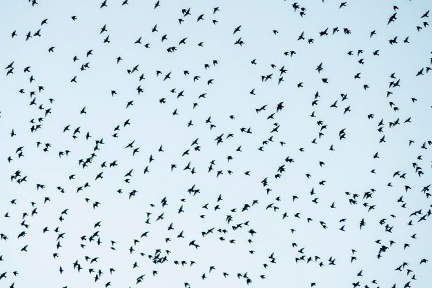 Mooie grote zwerm spreeuwen vliegen in Nederland. Starling gemompel.