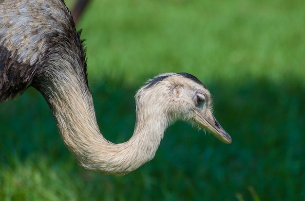 Mooie grotere nandoe in het Braziliaanse wetland