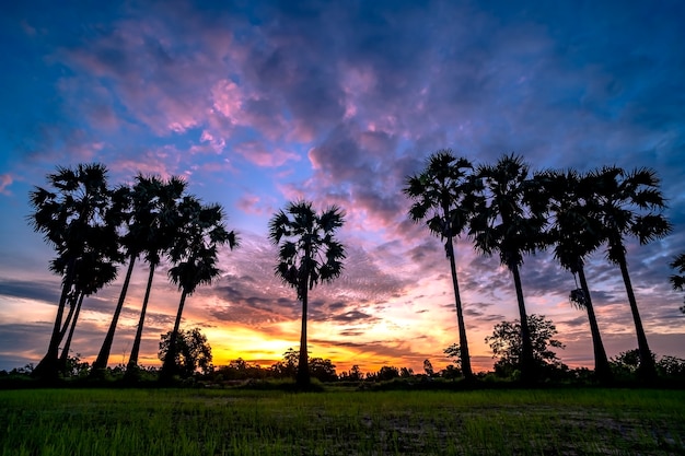 Mooie grove palm op zonsopgangachtergrond.