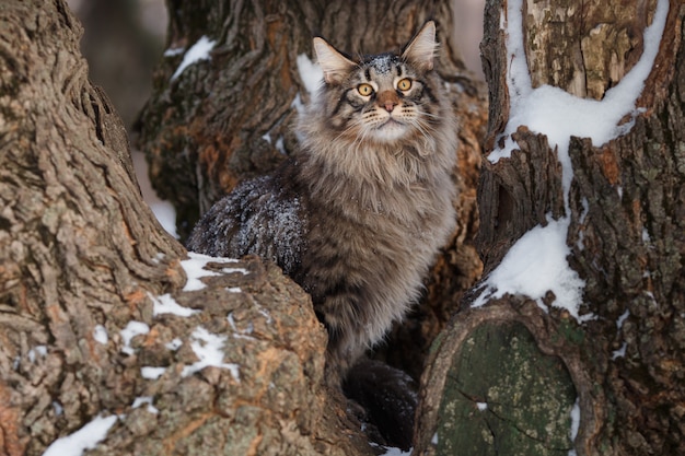 Foto mooie gtey kattengang in het bos in de winter