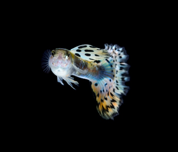 Mooie Guppy geïsoleerd op zwarte ruimte