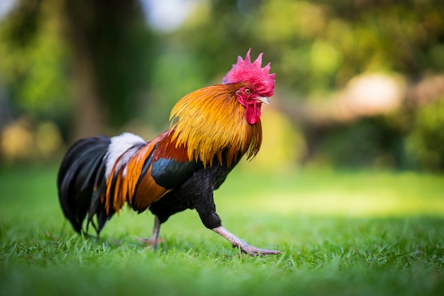 Mooie haan die op het gras loopt op een wazige natuur groene achtergrond