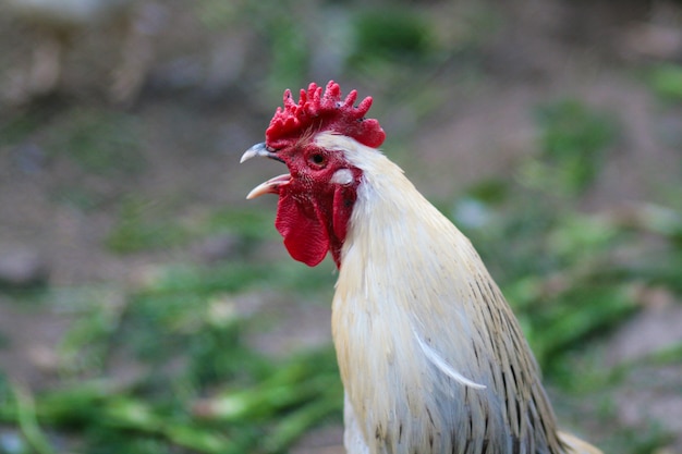 Mooie haan in het kippenhok. Binnenlandse vogel. Boerderij