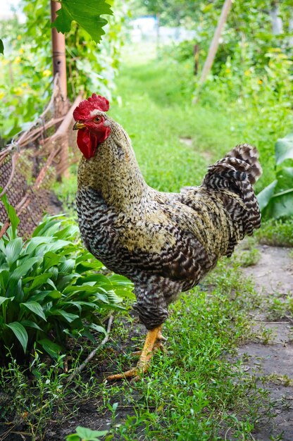 Mooie haan wandelen in de tuin tussen de bomen Huishouden