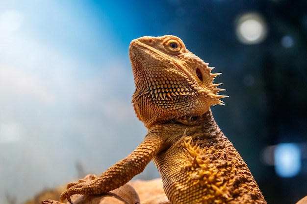 Mooie Hagedis Bearded Agama, Pogona vitticeps een close-up