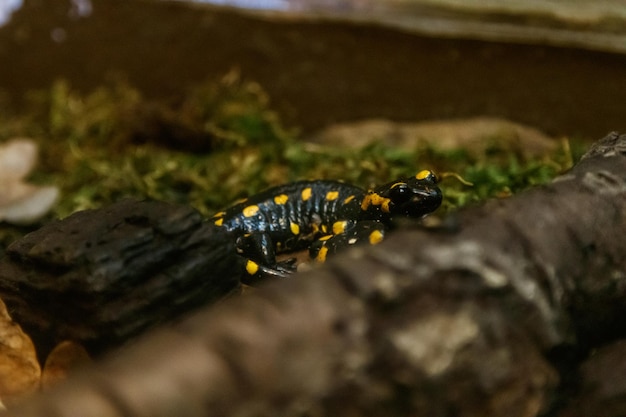 Mooie hagedis in het gras gemeenschappelijke vuursalamander