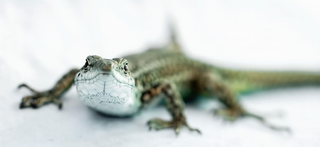 Foto mooie hagedis in macro op de vloer van het zwembad