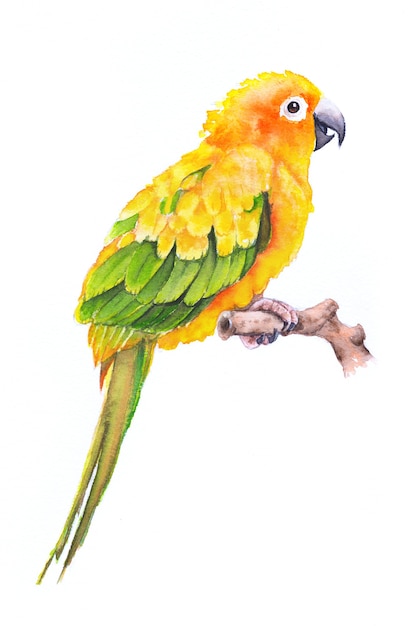 Mooie handgeschilderde aquarel vogel papegaai op papier.
