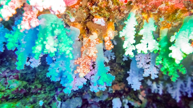 Mooie, helder kleurrijke zachte koralen in grot, Malediven.
