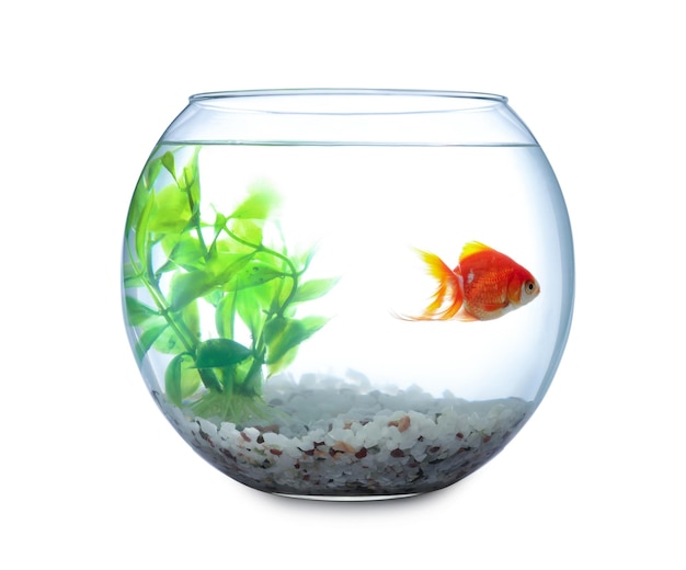 Mooie heldere kleine goudvis in rond glazen aquarium geïsoleerd op wit