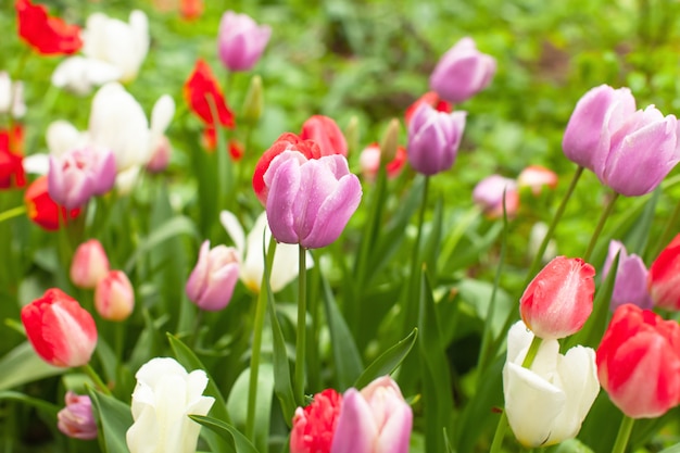 Mooie heldere multi gekleurde tulpen in bloembed in park of tuin na regen