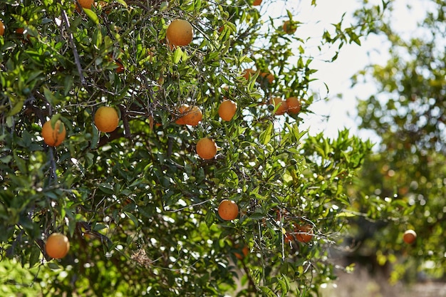 Mooie heldere sinaasappelboom op zonnige dag Tropisch weer Vakantieconcept Foto van hoge kwaliteit