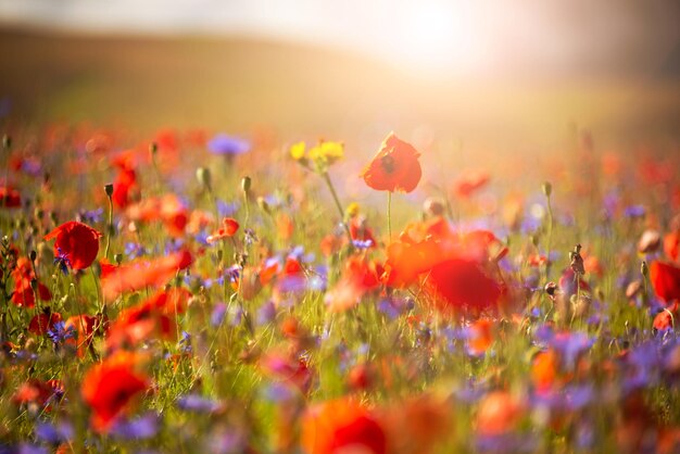 Mooie heldere wilde bloemen in de zomerweide