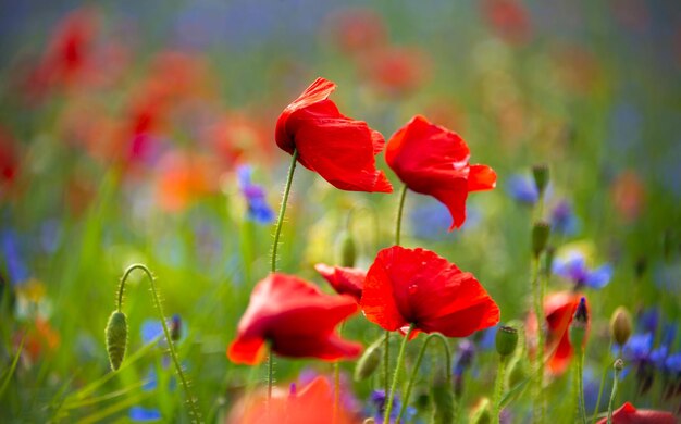 Mooie heldere wilde bloemen in de zomerweide