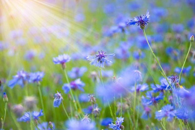 Mooie heldere wilde bloemen in de zomerweide