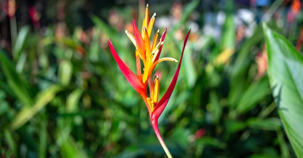 Mooie Heliconia-bloem op lichte en donkere tropische bladaardachtergrond