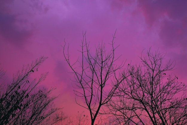 Foto mooie hemel bij zonsondergang met silhouet boom