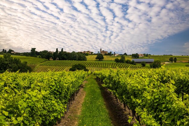 Foto mooie hemel over de wijngaarden in frankrijk