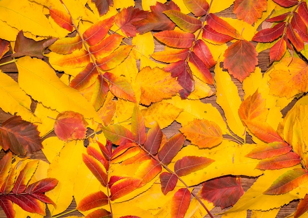 Mooie herfst achtergrond van kleurrijke heldere bladeren. natuur herfst seizoen