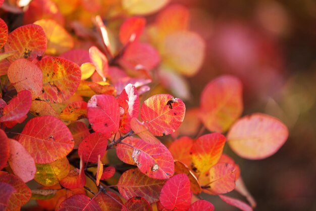 Mooie herfst achtergrond