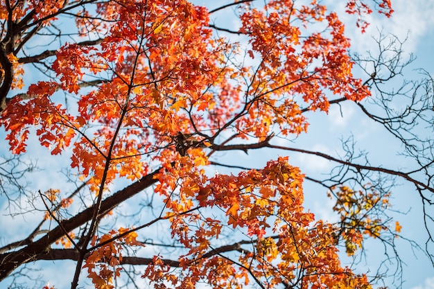 Mooie herfst bomen met oranje bladeren