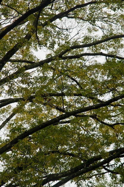 Foto mooie herfst boomtakken