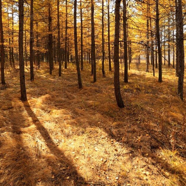 Mooie herfst bos gouden kleur