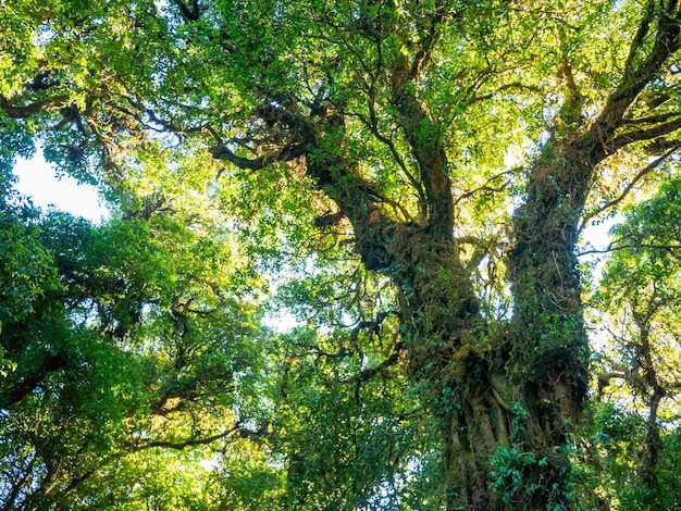 Mooie herfst bos natuur Levendige ochtend in kleurrijk bos met zonlicht stralen door takken van bomen Landschap van Plant met zon buiten in Thailand Groene bos lente seizoen