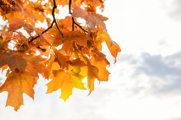 Foto mooie herfst esdoornbladeren op de boom in het park