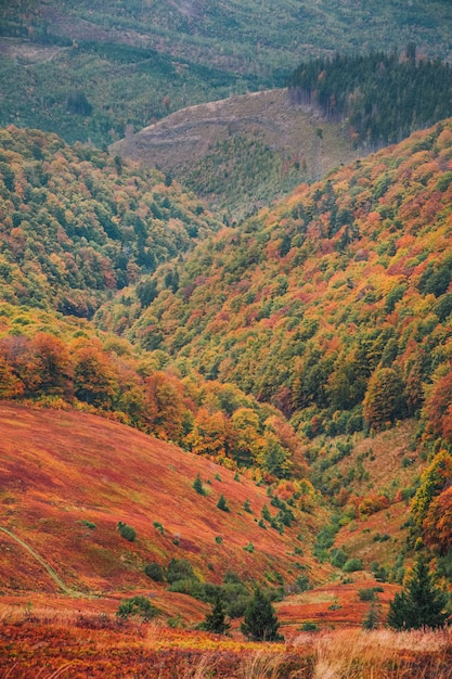 Mooie herfst in Oekraïne. De bergheuvels bedekten rode tapijtbladeren