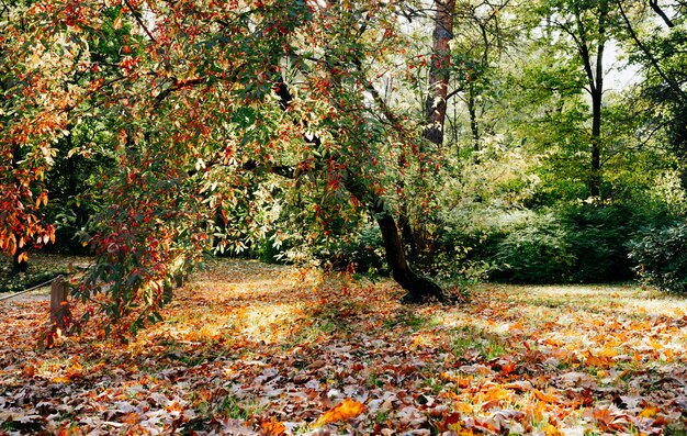 Mooie Herfst Japanse tuin in botanische tuin in zonnige dag in Moskou, Rusland