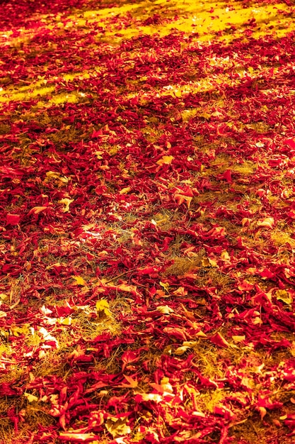 Mooie herfst landschap achtergrond vintage natuur scène in herfst seizoen