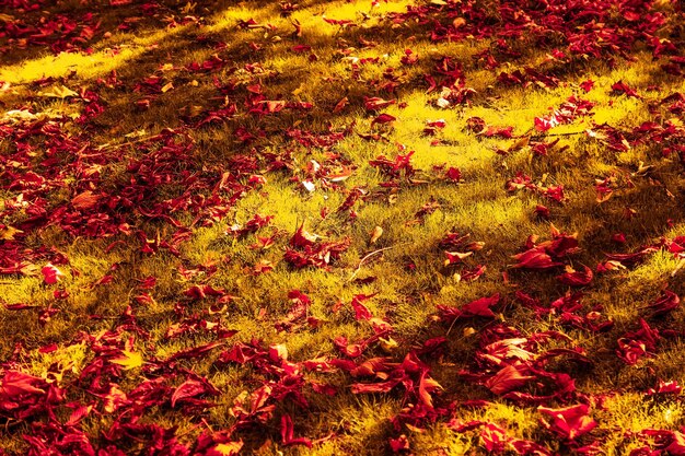 Mooie herfst landschap achtergrond vintage natuur scène in herfst seizoen