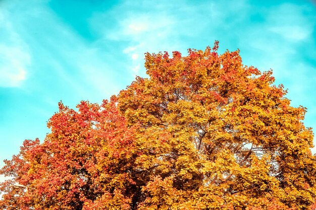 Mooie herfst landschap achtergrond vintage natuur scène in herfst seizoen