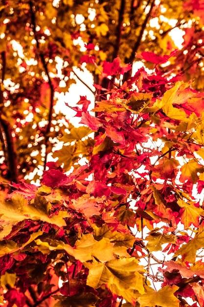 Mooie herfst landschap achtergrond vintage natuur scène in herfst seizoen