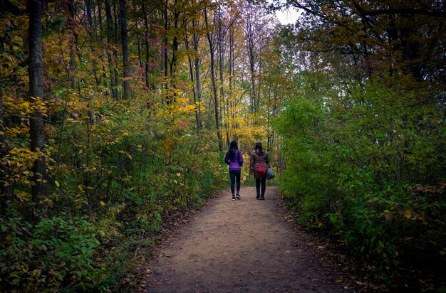 Mooie herfst landschap in een forest